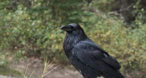 Cognitive performance of four months old ravens may parallel adult apes