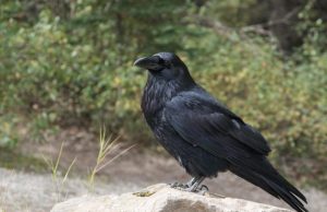 Cognitive performance of four months old ravens may parallel adult apes
