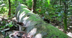 Critical temperature for tropical tree lifespan revealed