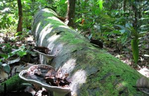 Critical temperature for tropical tree lifespan revealed