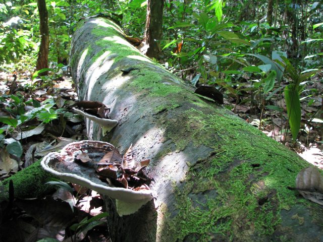Critical temperature for tropical tree lifespan revealed
