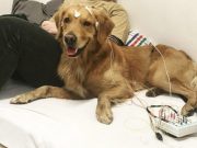 Dogs may never learn that every sound of a word matters