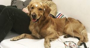 Dogs may never learn that every sound of a word matters