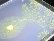 Electronic amoeba finds approximate solution to traveling salesman problem in linear time