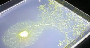 Electronic amoeba finds approximate solution to traveling salesman problem in linear time