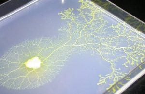 Electronic amoeba finds approximate solution to traveling salesman problem in linear time