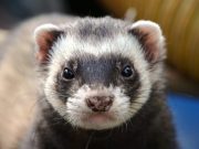 Ferrets cats and civets most susceptible to coronavirus infection after humans