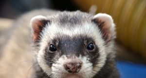 Ferrets cats and civets most susceptible to coronavirus infection after humans