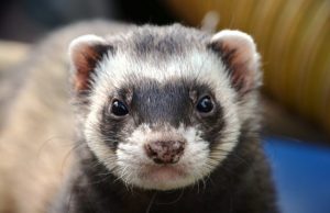 Ferrets cats and civets most susceptible to coronavirus infection after humans