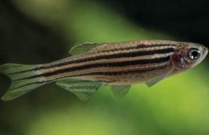 Global warming is faster than evolution