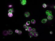 Hidden structure found in essential metabolic machinery