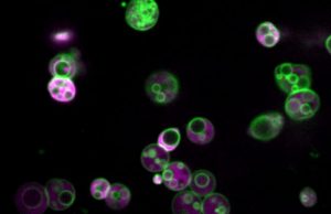 Hidden structure found in essential metabolic machinery