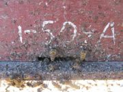 Honey bees fend off giant hornets with animal dung