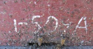 Honey bees fend off giant hornets with animal dung