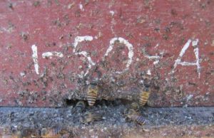 Honey bees fend off giant hornets with animal dung
