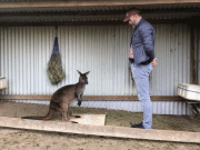 Kangaroos can intentionally communicate with humans research reveals