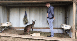 Kangaroos can intentionally communicate with humans research reveals