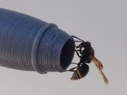 Keyhole wasps may threaten aviation safety