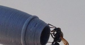 Keyhole wasps may threaten aviation safety