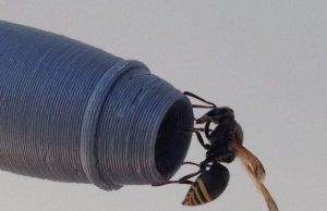 Keyhole wasps may threaten aviation safety Keyhole wasps may threaten aviation safety