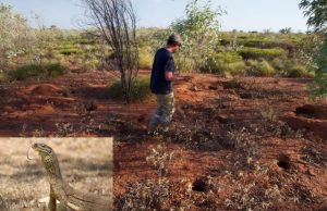 Monitor lizard should be regarded as ‘ecosystem engineer,’ researchers say Monitor lizard should be regarded as ecosystem engineer researchers say