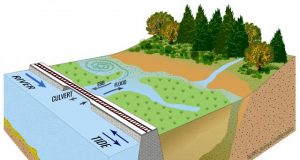 More than half of Hudson River tidal marshes were created accidentally by humans