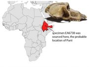 Mummified baboons shine new light on the lost land of Punt