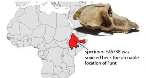 Mummified baboons shine new light on the lost land of Punt