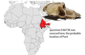 Mummified baboons shine new light on the lost land of Punt