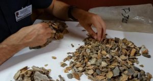 Neandertals buried their dead