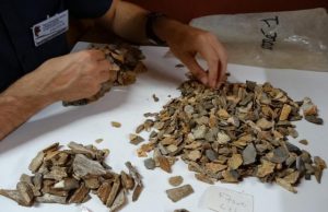 New evidence: Neandertals buried their dead Neandertals buried their dead