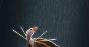 New dinosaur showed descendants how to dress to impress