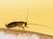 New gene family of antimicrobial proteins discovered in German cockroaches