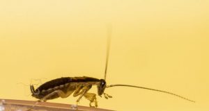New gene family of antimicrobial proteins discovered in German cockroaches