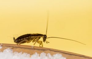 New gene family of antimicrobial proteins discovered in German cockroaches