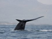 New population of blue whales discovered in the western Indian ocean