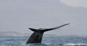 New population of blue whales discovered in the western Indian ocean