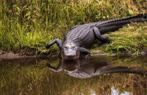 Not just lizards: Alligators can regrow their tails too, new study reveals Not just lizards