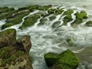 Ocean heatwave has triggered new toxic algal blooms on the US west coast