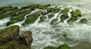Ocean heatwave has triggered new toxic algal blooms on the US west coast