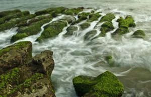 Ocean heatwave has triggered new toxic algal blooms on the US west coast