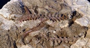 Paleontologists find pterosaur precursors that fill a gap in early evolutionary history