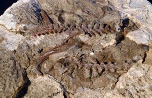 Paleontologists find pterosaur precursors that fill a gap in early evolutionary history