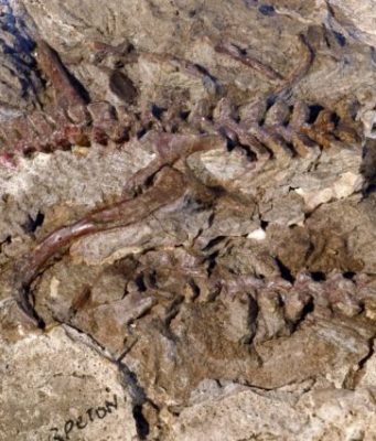 Paleontologists find pterosaur precursors that fill a gap in early evolutionary history