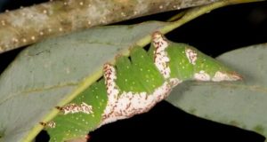 Powerhouse plants that bolster the food web