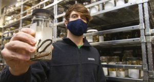Remarkable new species of snake found hidden in a biodiversity collection