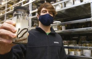 Remarkable new species of snake found hidden in a biodiversity collection