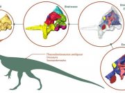 Research reveals unexpected insights into early dinosaurs brain eating habits and agility