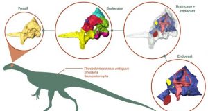 Research reveals unexpected insights into early dinosaurs brain eating habits and agility