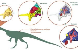 Research reveals unexpected insights into early dinosaurs brain eating habits and agility